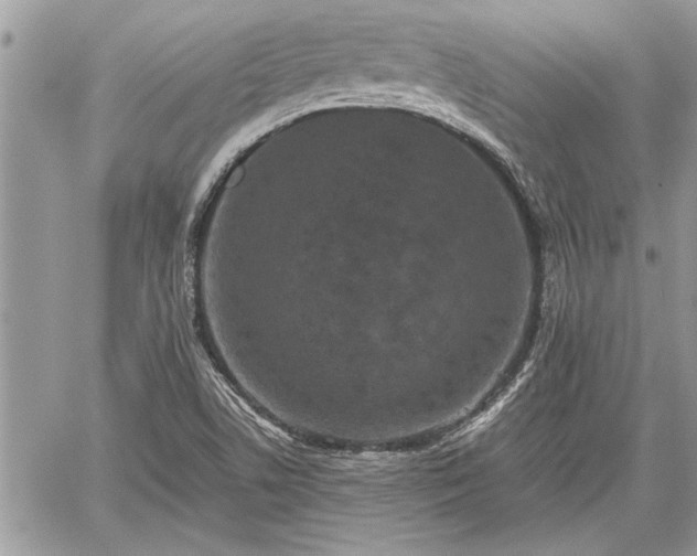 X0000060261506200511010859