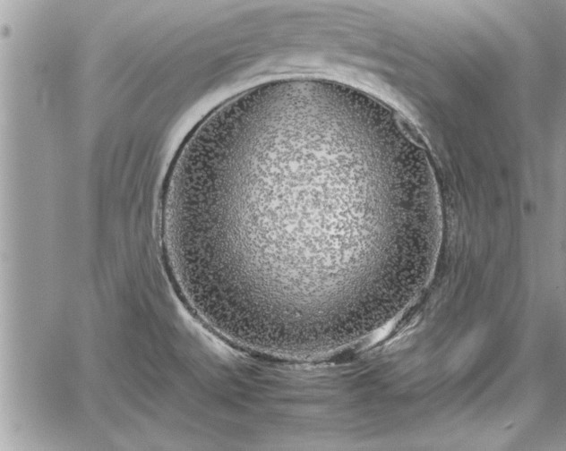 X0000060261527200511010900