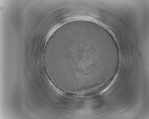 X0000060261529200511010900