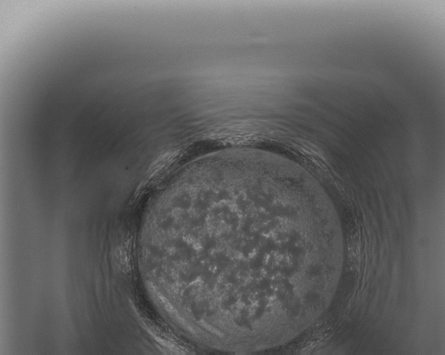 X0000060260503200511041353