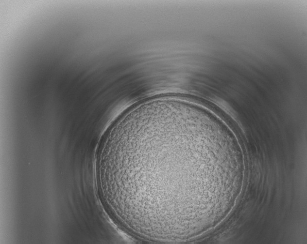 X0000060261290200511041339