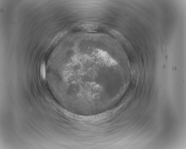 X0000060260046200511112032