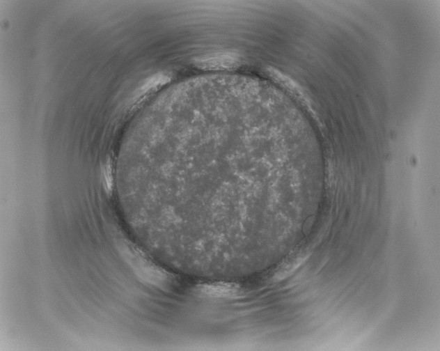 X0000060260069200511112032