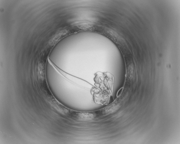 X0000060260234200511112029