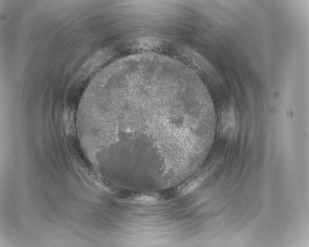 X0000060260236200511112029