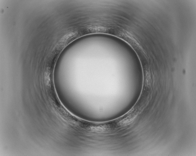 X0000060260259200511112029