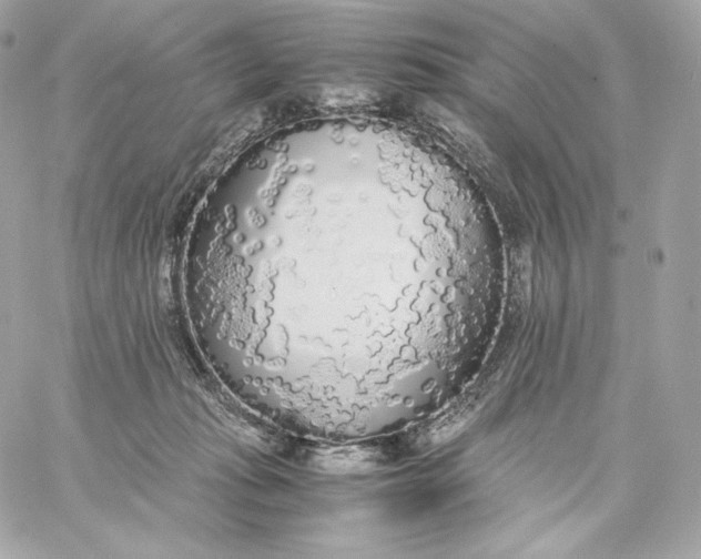 X0000060260269200511112029