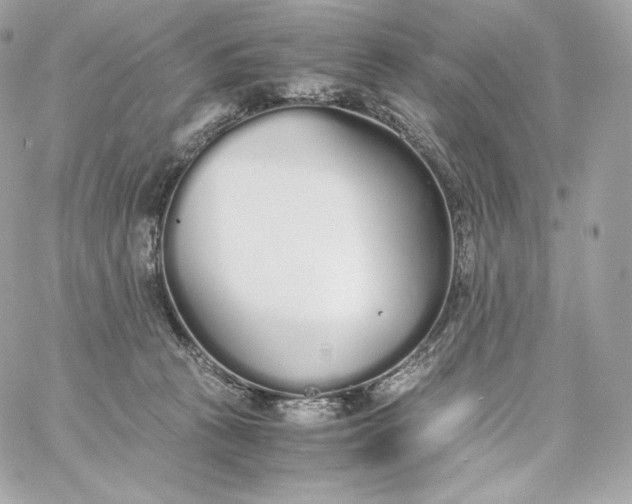 X0000060260273200511112029