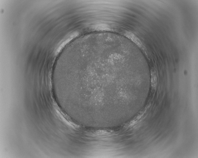 X0000060260390200511112026