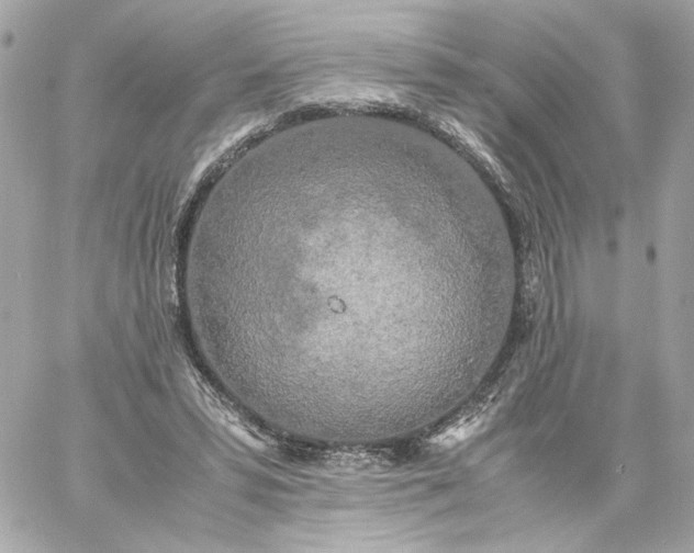 X0000060260399200511112026