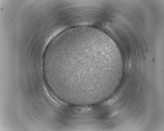 X0000060260443200511112025