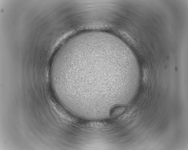 X0000060260636200511112022