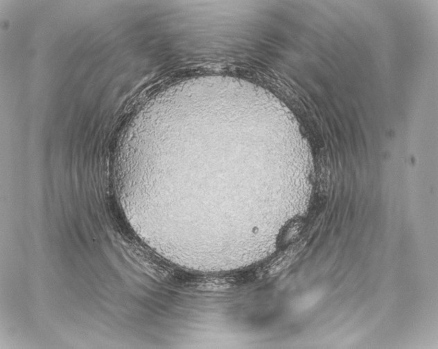 X0000060260656200511112022