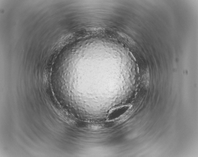 X0000060260662200511112022