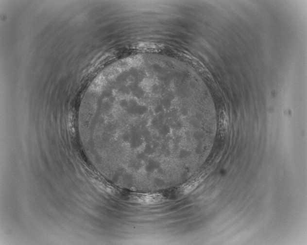 X0000060260663200511112022