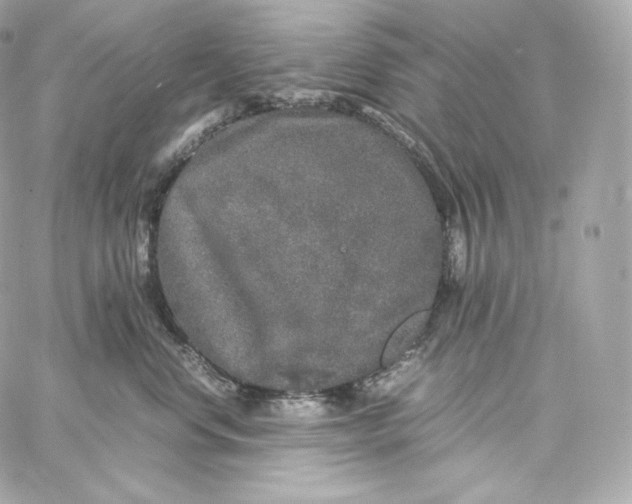 X0000060260668200511112022