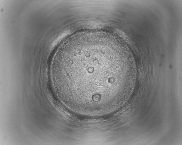 X0000060260679200511112022