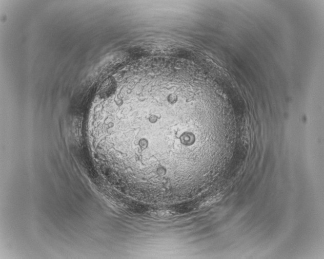 X0000060260695200511112021