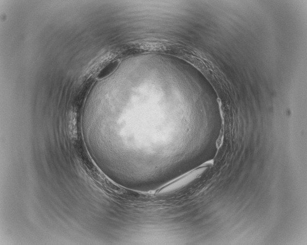 X0000060260696200511112021