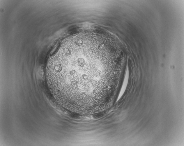 X0000060260715200511112021