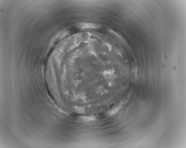 X0000060260765200511112021