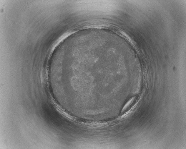 X0000060260779200511112020