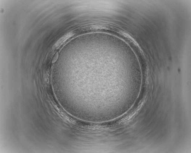 X0000060260785200511112020