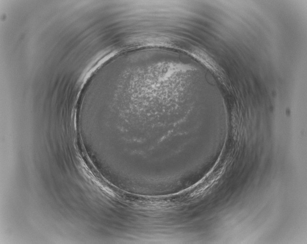 X0000060260790200511112020