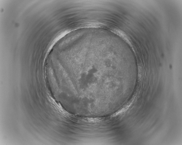 X0000060260835200511112019