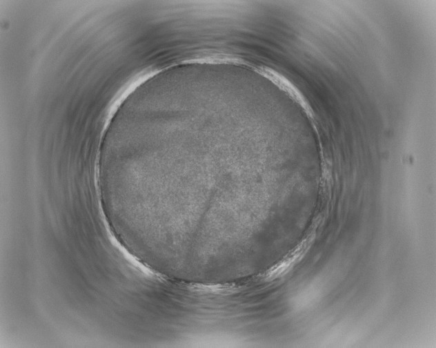 X0000060260855200511112019