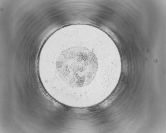 X0000060260856200511112019