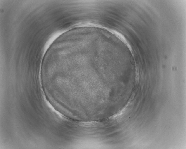 X0000060260863200511112019