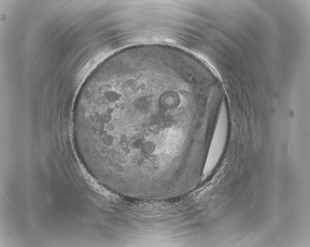 X0000060260895200511112018