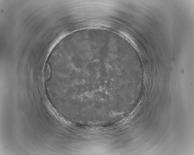 X0000060260899200511112018