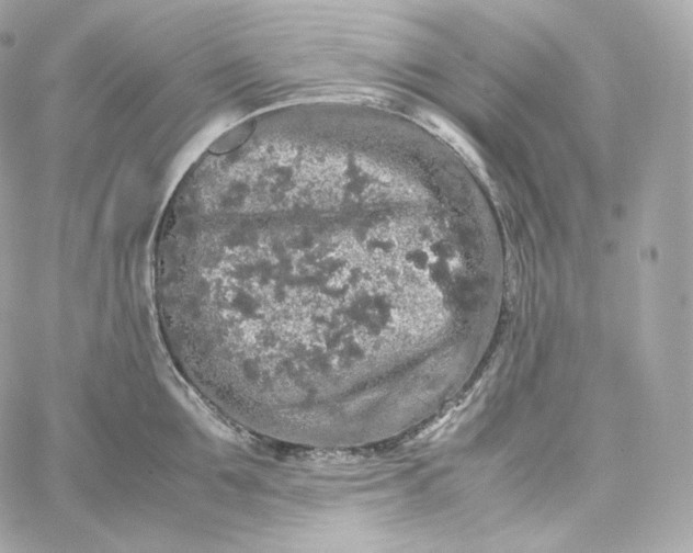 X0000060260907200511112018