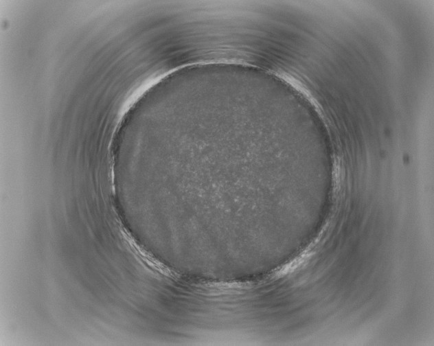 X0000060260925200511112017