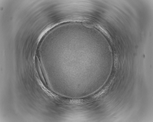 X0000060260944200511112017