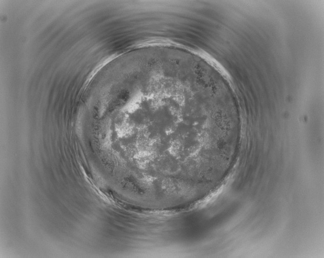 X0000060260953200511112018