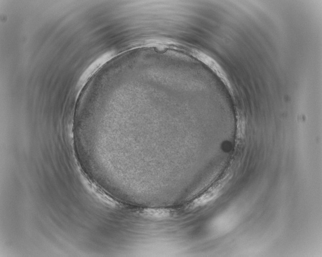 X0000060260954200511112018