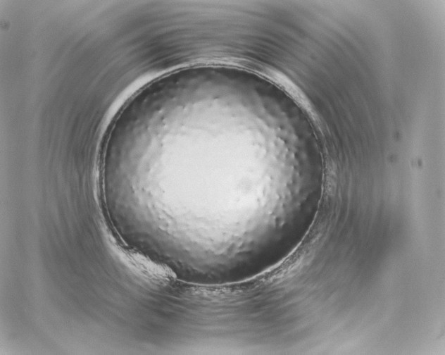 X0000060260955200511112018