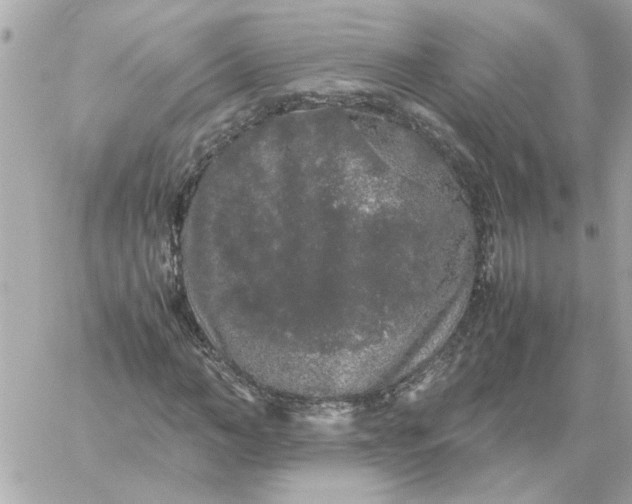 X0000060260966200511112017