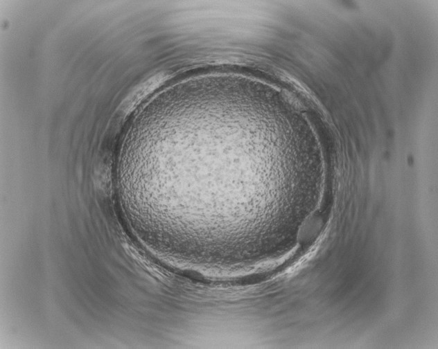 X0000060260977200511112017