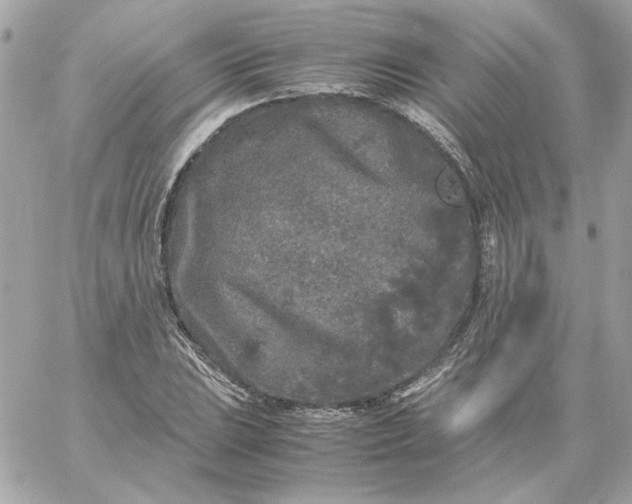 X0000060261023200511112015