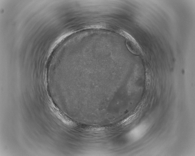 X0000060261035200511112016