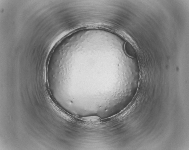 X0000060261036200511112016