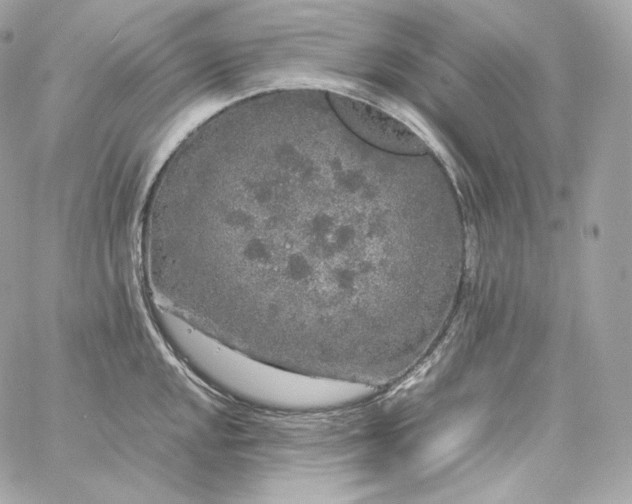 X0000060261048200511112016