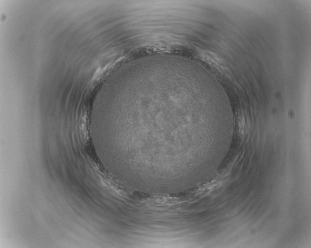 X0000060261060200511112015