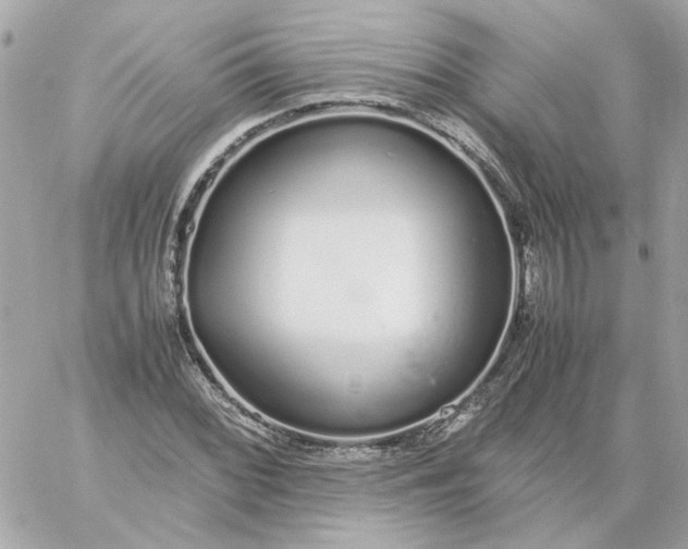 X0000060261068200511112015