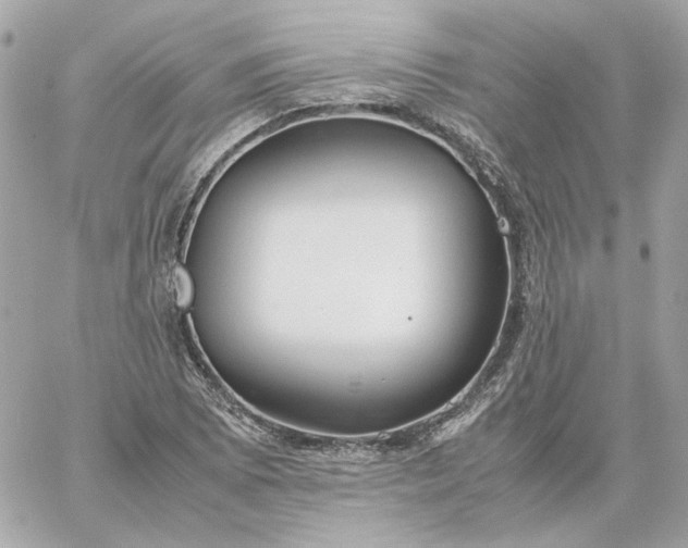 X0000060261073200511112015