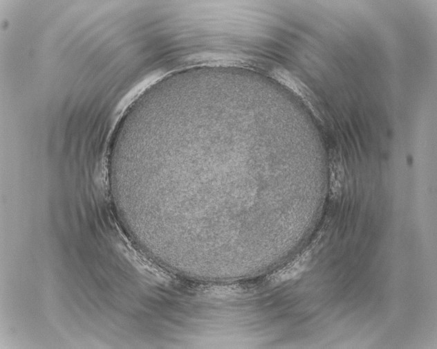 X0000060261074200511112015